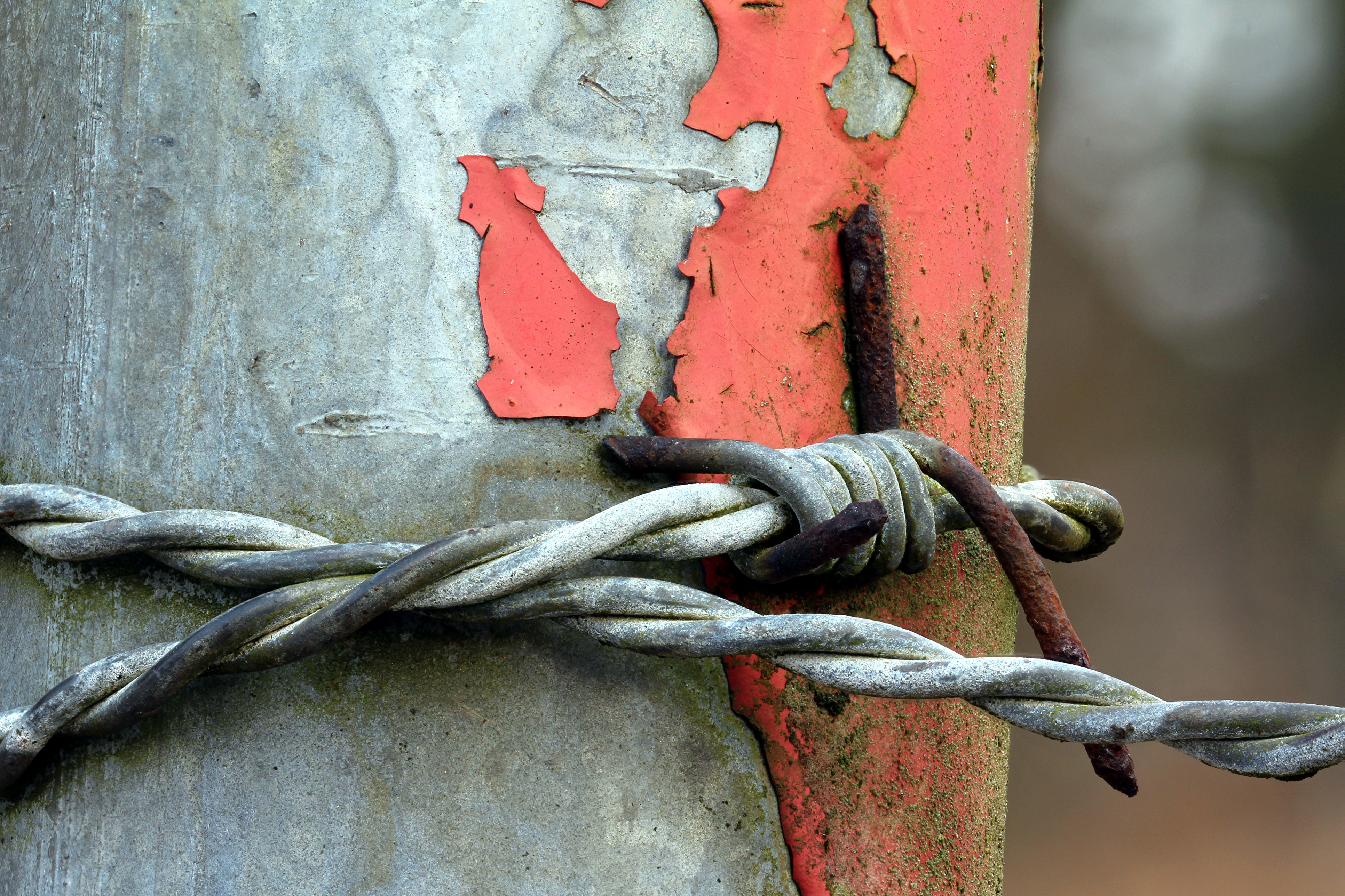 barbed wire tree