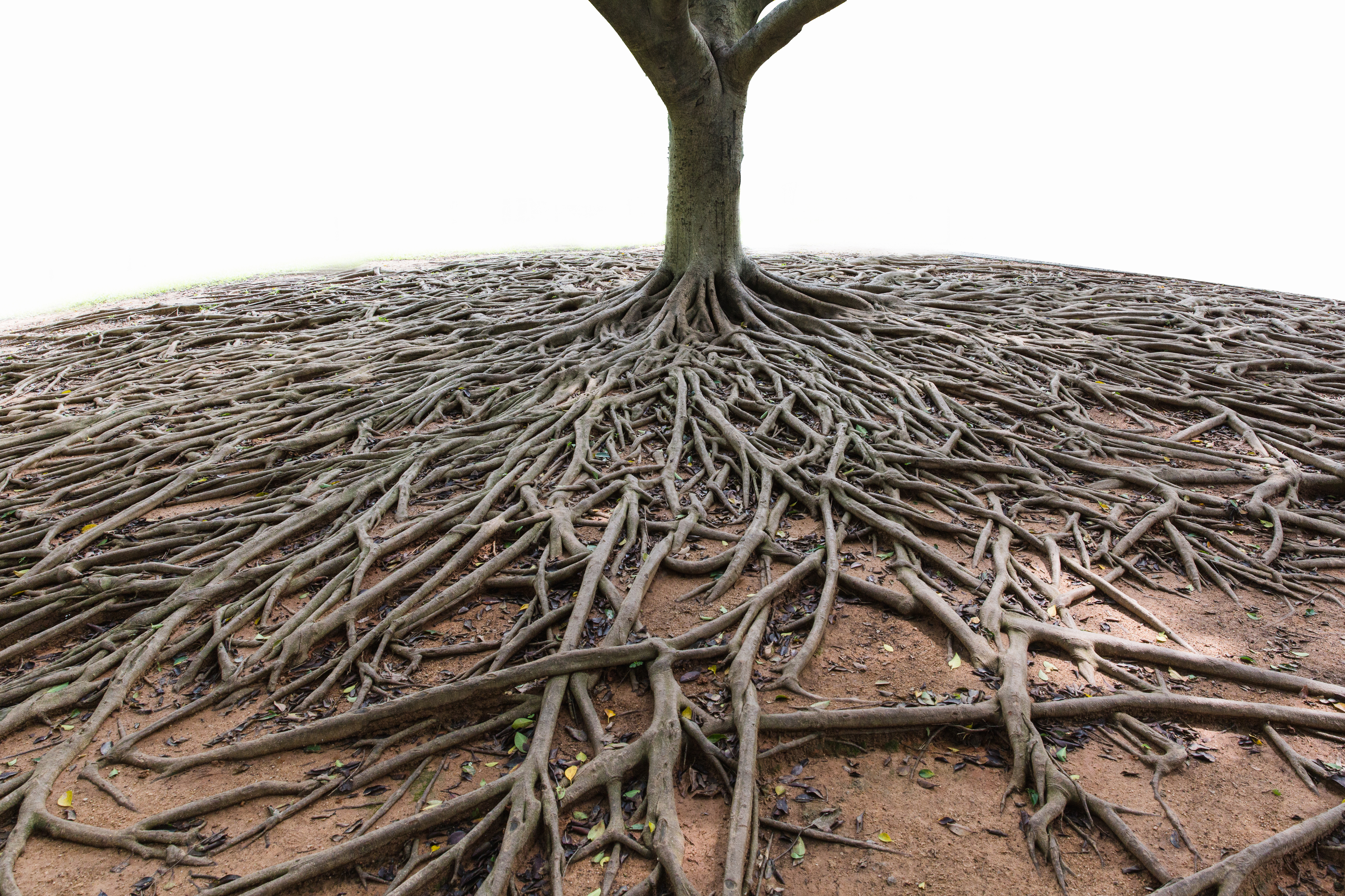 Tree Roots