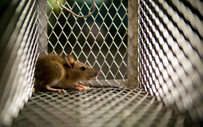 The Rat Park Experiment: How Environment Affects Behavior